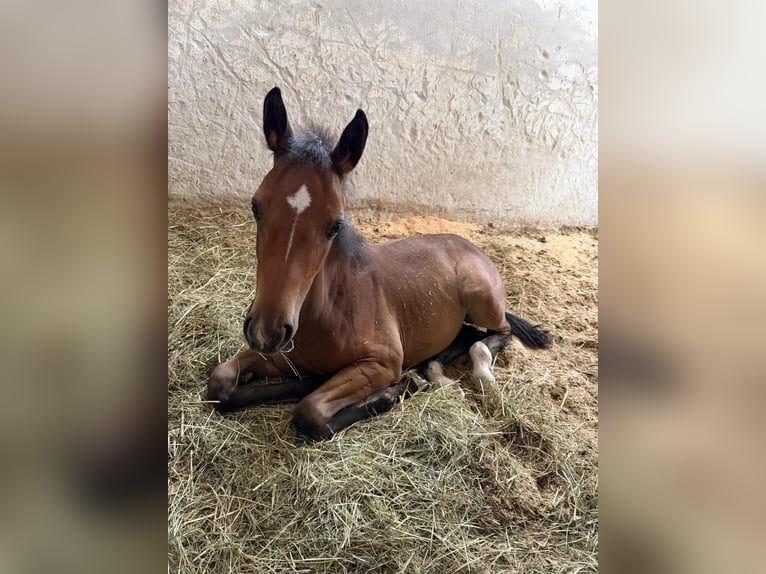Warmblood austríaco Yegua Potro (01/2026) Castaño in Unterneuberg