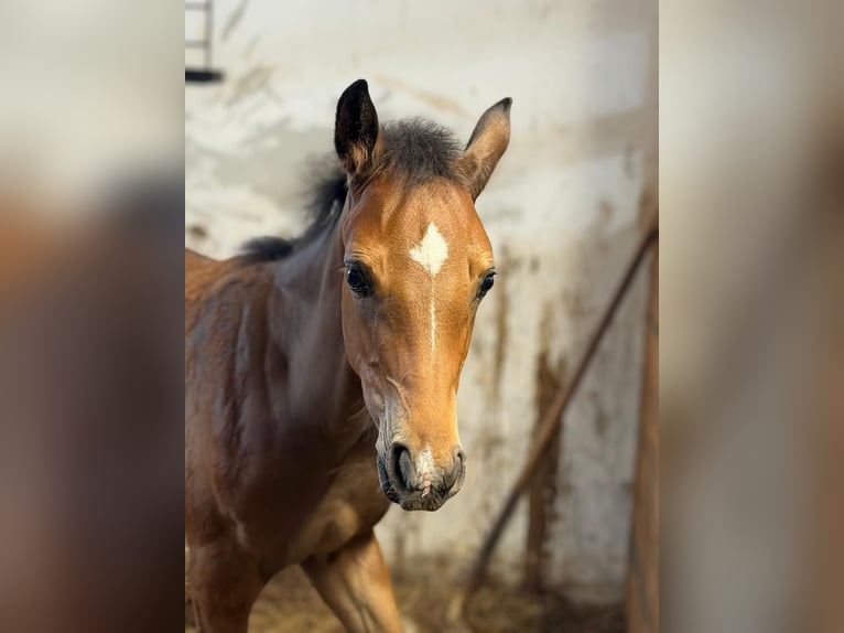 Warmblood austríaco Yegua Potro (01/2026) Castaño in Unterneuberg