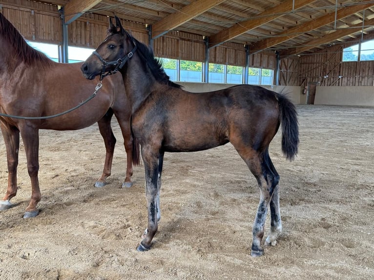 Warmblood austríaco Yegua Potro (05/2025) Castaño oscuro in Laaben