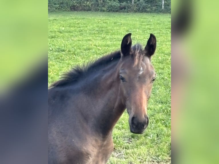 Warmblood austríaco Yegua Potro (05/2025) Castaño oscuro in Laaben