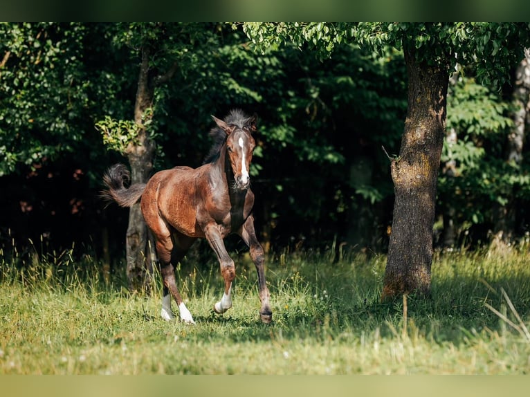 Warmblood austríaco Yegua Potro (03/2025) Castaño oscuro in Unterwald
