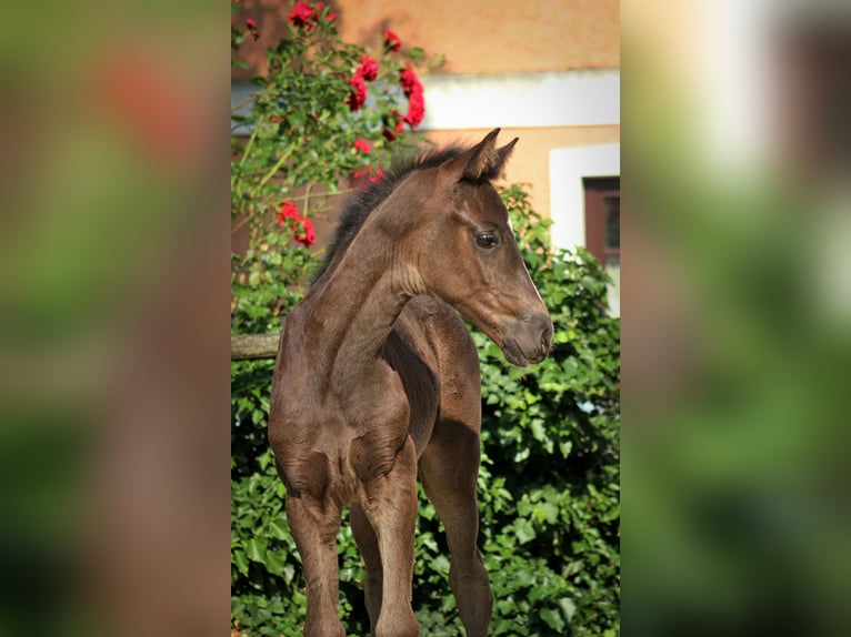 Warmblood austríaco Yegua  Negro in Pfarrkirchen