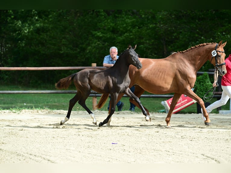 Warmblood austríaco Yegua Potro (04/2026) Negro in Stössing