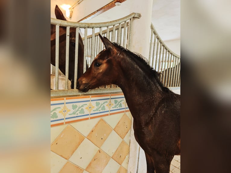 Warmblood austríaco Yegua Potro (03/2025) Negro in Tr&#xF6;stlberg