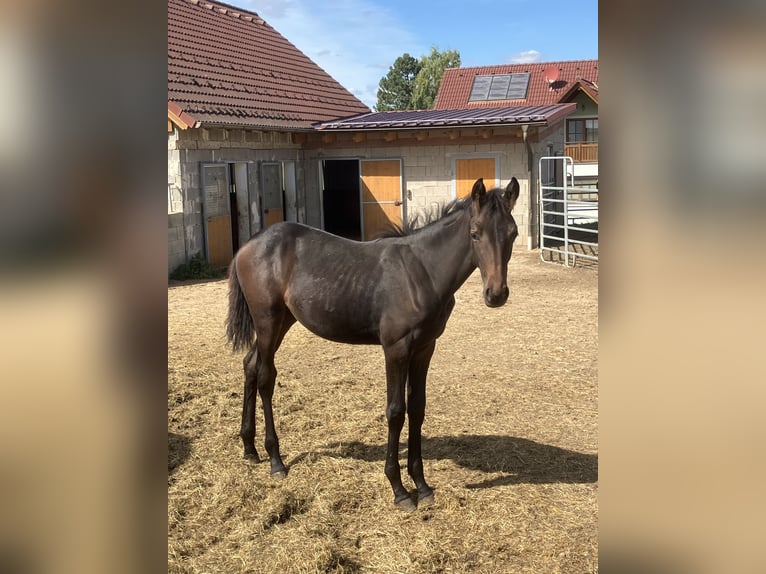 Warmblood austríaco Yegua Potro (04/2025) Negro in Waidhofen/Thaya