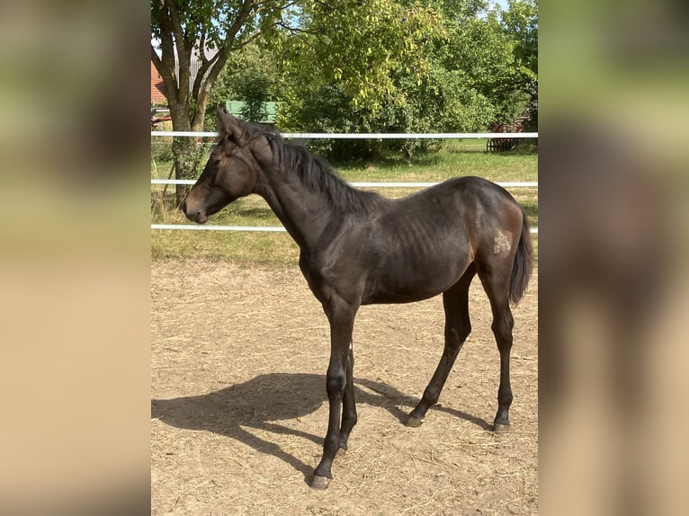 Warmblood austríaco Yegua Potro (04/2025) Negro in Waidhofen/Thaya