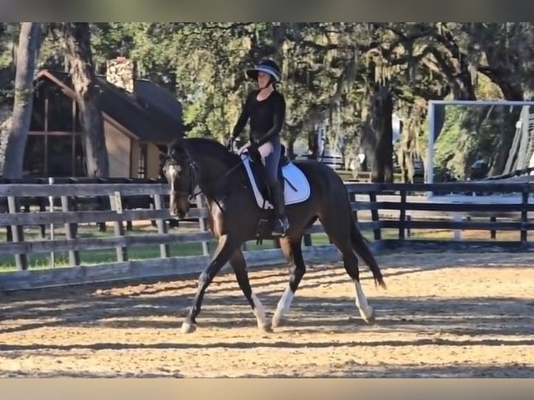 Warmblood británico Caballo castrado 10 años 163 cm Castaño rojizo in Adamsville