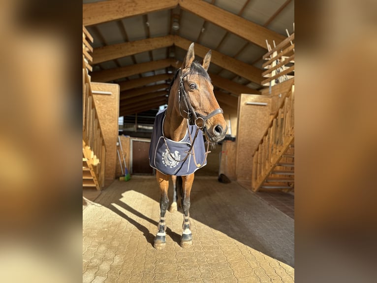 Warmblood británico Mestizo Caballo castrado 14 años Castaño rojizo in Haabersti