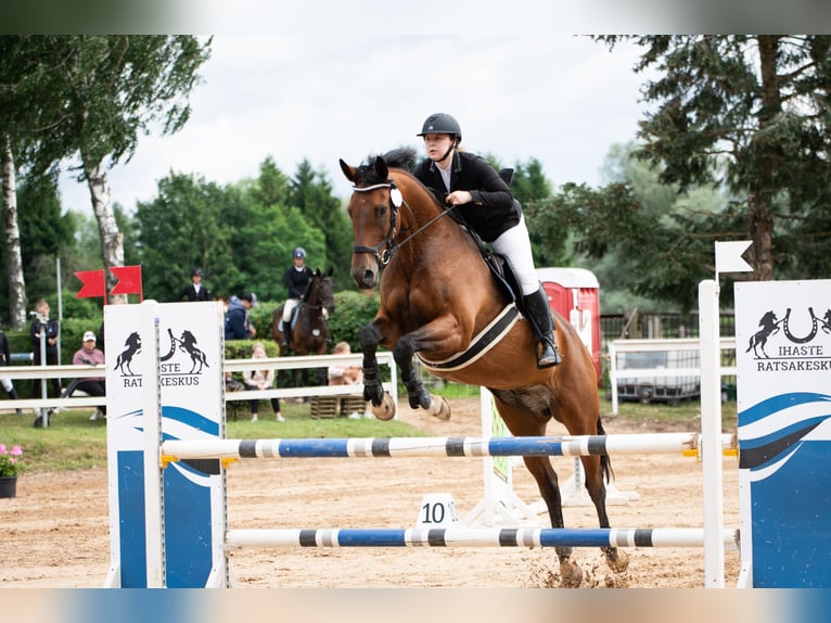 Warmblood británico Mestizo Caballo castrado 14 años Castaño rojizo in Haabersti