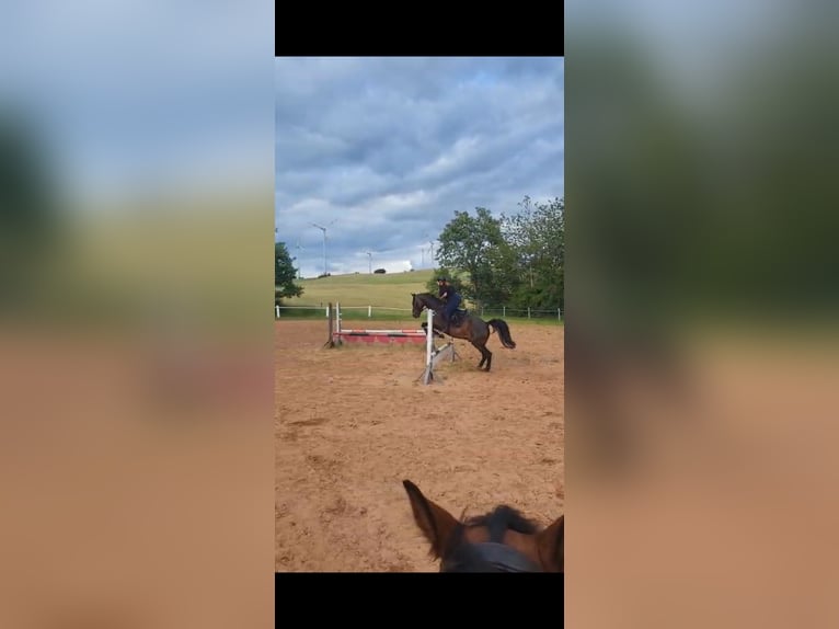 Warmblood británico Caballo castrado 15 años 165 cm Castaño in Niederkirchen