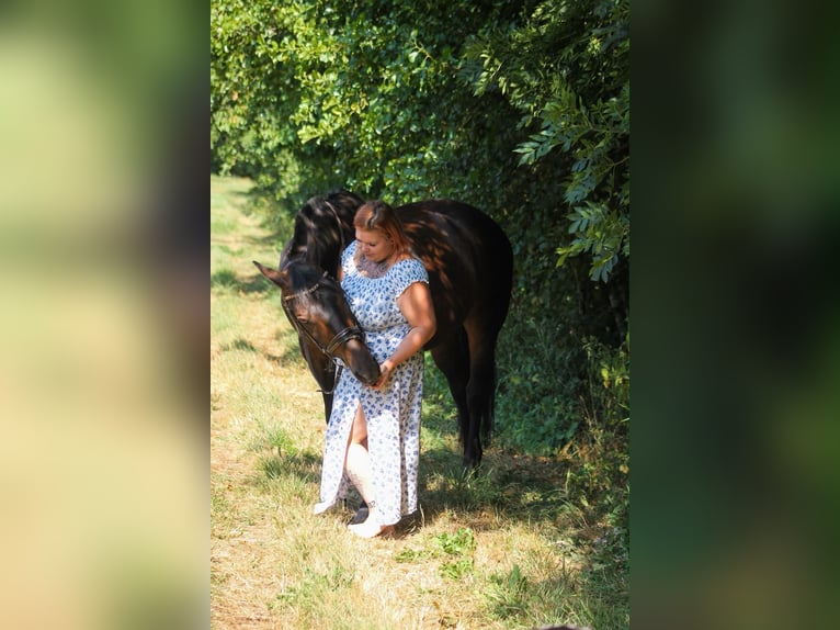 Warmblood británico Caballo castrado 15 años 165 cm Castaño in Niederkirchen