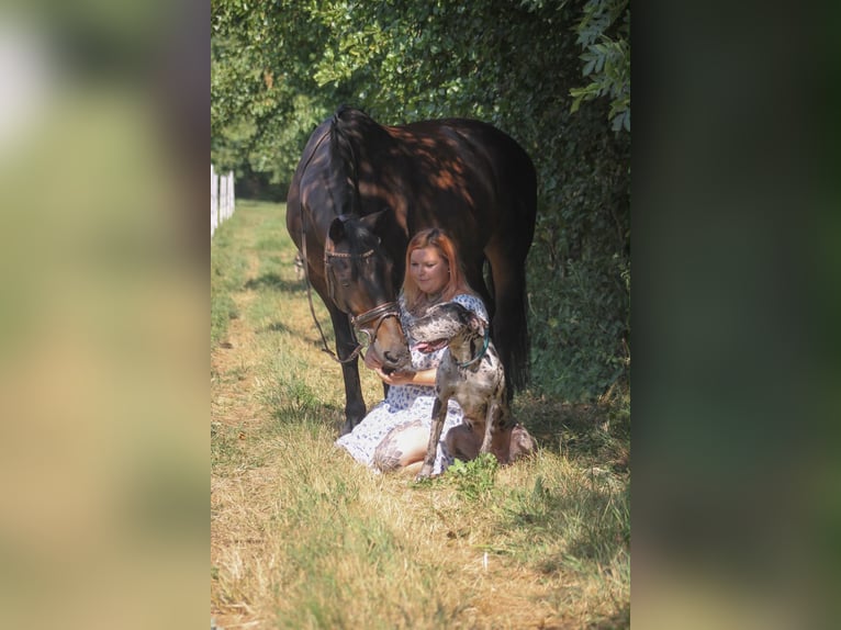 Warmblood británico Caballo castrado 15 años 165 cm Castaño in Niederkirchen