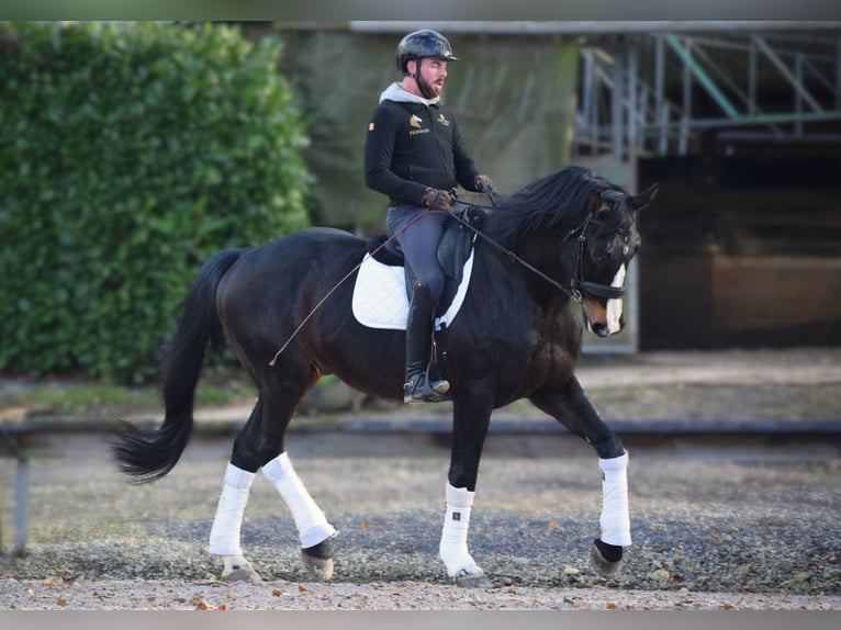 Warmblood británico Caballo castrado 15 años 177 cm Morcillo in Huy