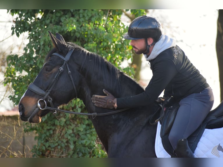 Warmblood británico Caballo castrado 15 años 177 cm Morcillo in Huy