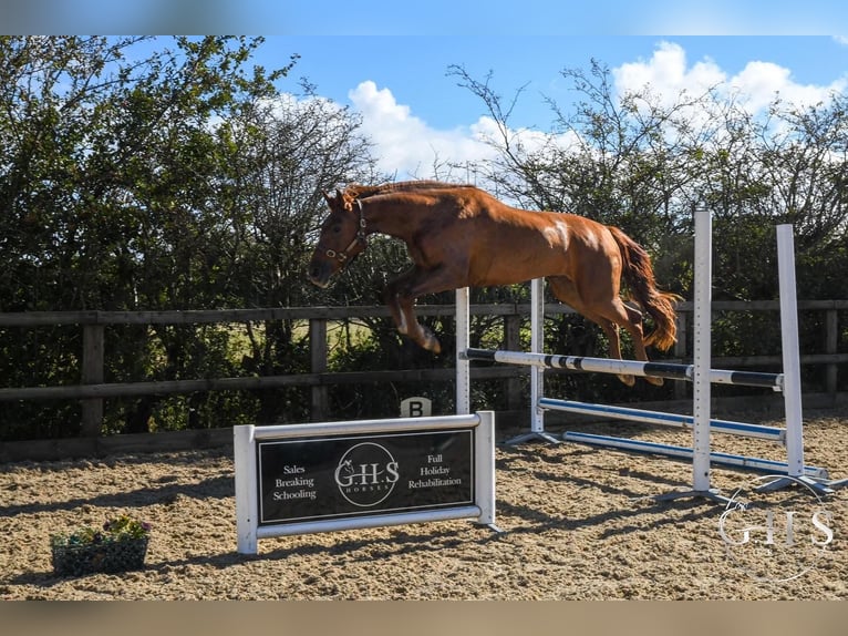 Warmblood británico Caballo castrado 3 años 168 cm Alazán-tostado in Scarborough