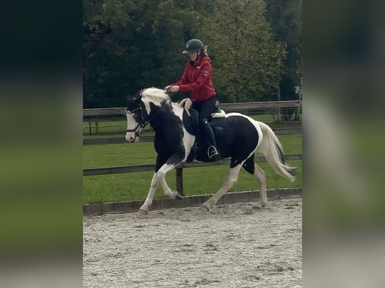Warmblood británico Mestizo Caballo castrado 4 años 146 cm Pío in Bad Zwischenahn