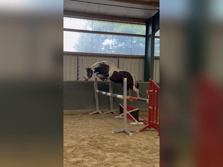 Warmblood británico Mestizo Caballo castrado 4 años 146 cm Pío in Bad Zwischenahn