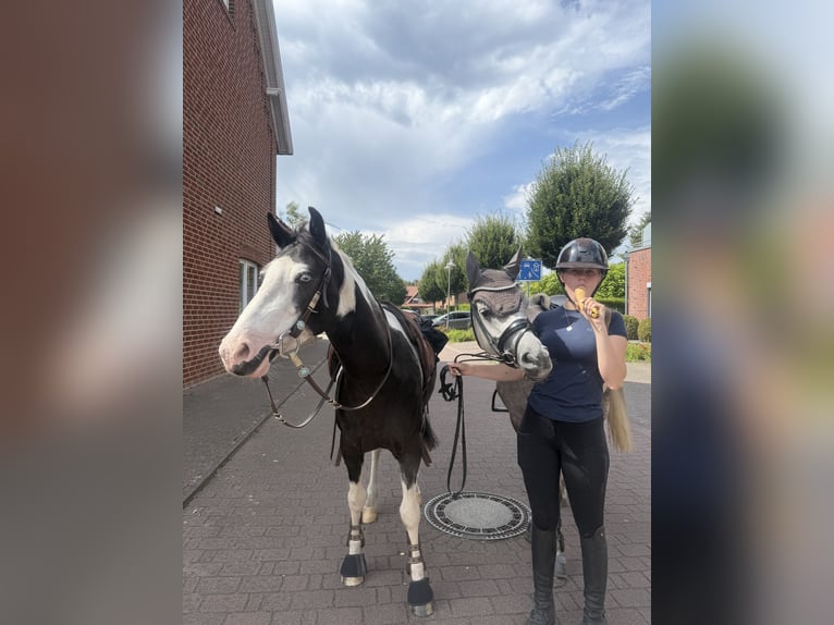 Warmblood británico Mestizo Caballo castrado 4 años 146 cm Pío in Bad Zwischenahn