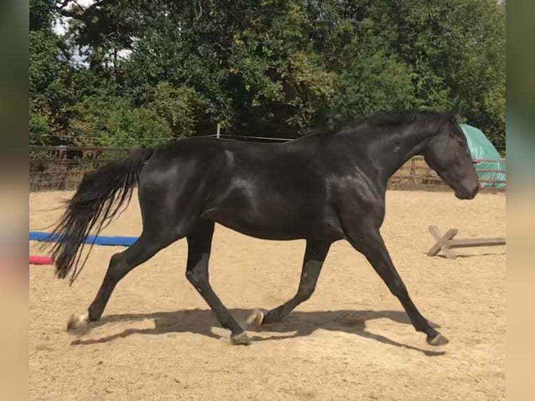 Warmblood británico Caballo castrado 4 años 158 cm Castaño oscuro in Albourne
