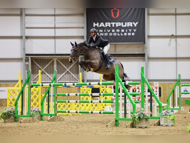 Warmblood británico Caballo castrado 4 años 158 cm Castaño oscuro in Albourne