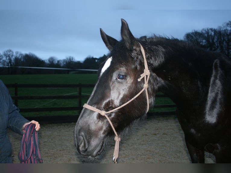 Warmblood británico Caballo castrado 4 años  in WEST SUSSEX