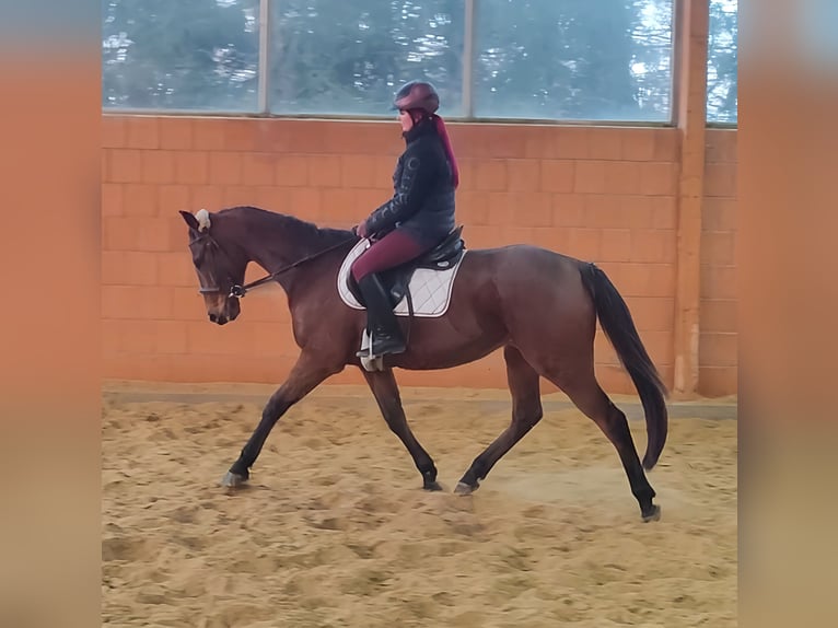 Warmblood británico Caballo castrado 5 años 165 cm Castaño in Lage