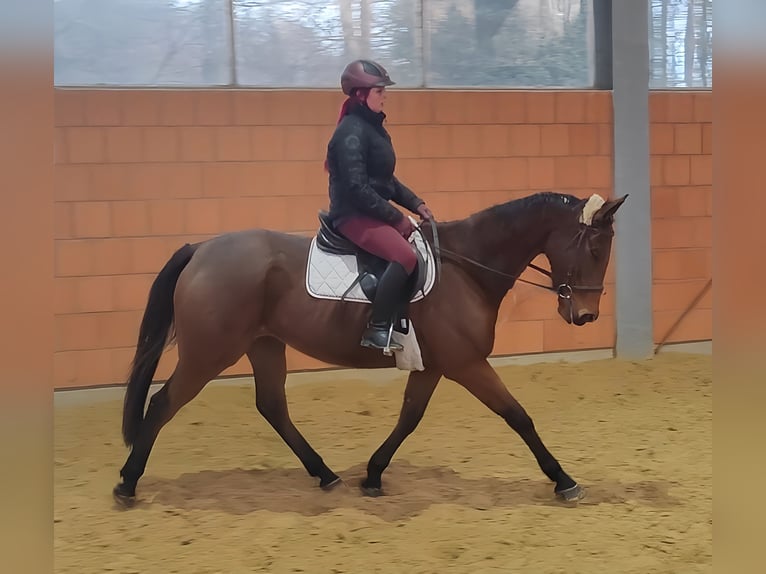 Warmblood británico Caballo castrado 5 años 165 cm Castaño in Lage