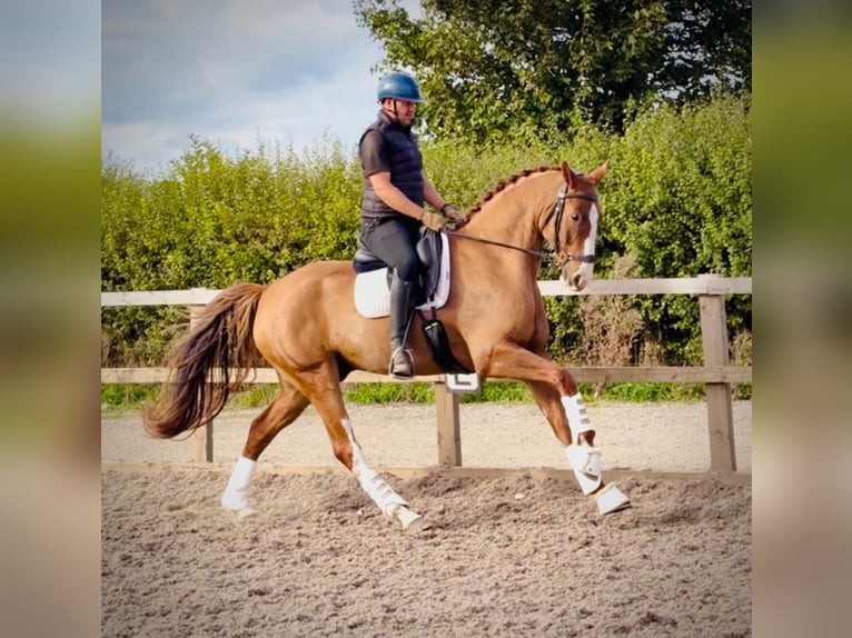 Warmblood británico Caballo castrado 6 años 169 cm Alazán-tostado in grantham, Lincs
