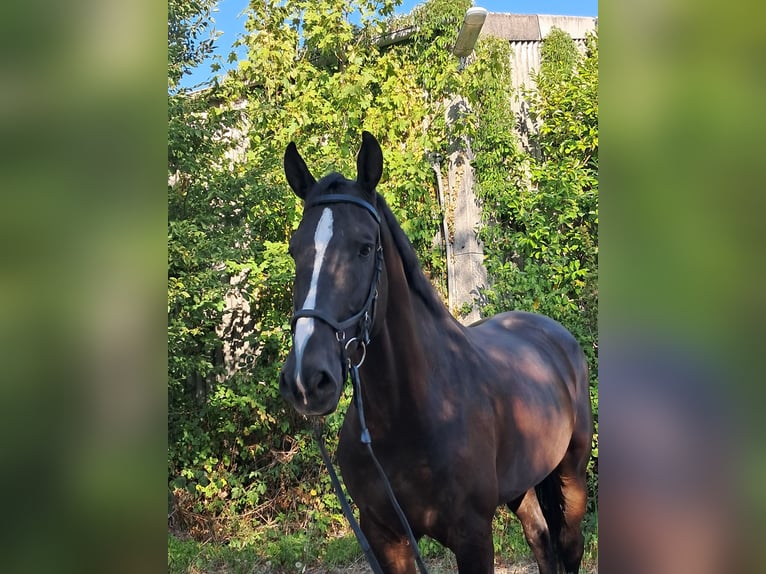 Warmblood británico Caballo castrado 6 años 175 cm Negro in Messel