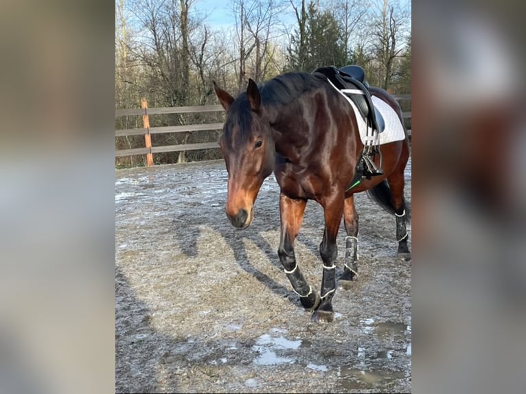 Warmblood británico Semental 12 años 166 cm Castaño rojizo in Eagleville