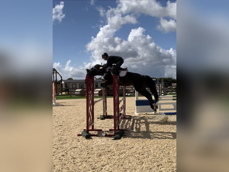 Warmblood británico Semental 6 años 166 cm Castaño oscuro in Kent