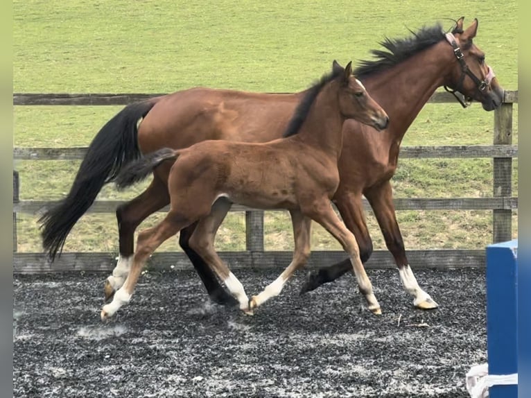 Warmblood británico Semental Potro (05/2024) 168 cm Castaño claro in Dover