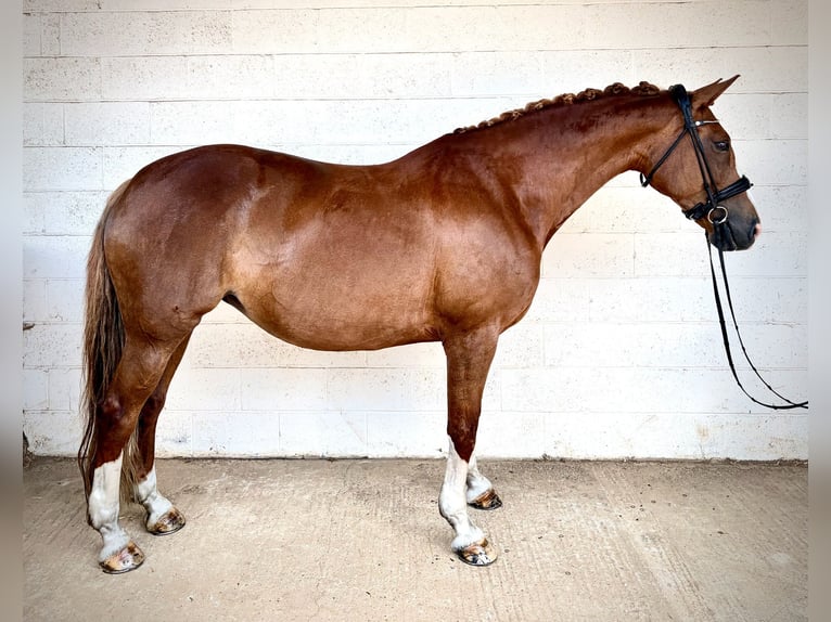 Warmblood británico Yegua 10 años 161 cm Alazán-tostado in GRANTHAM, lincs