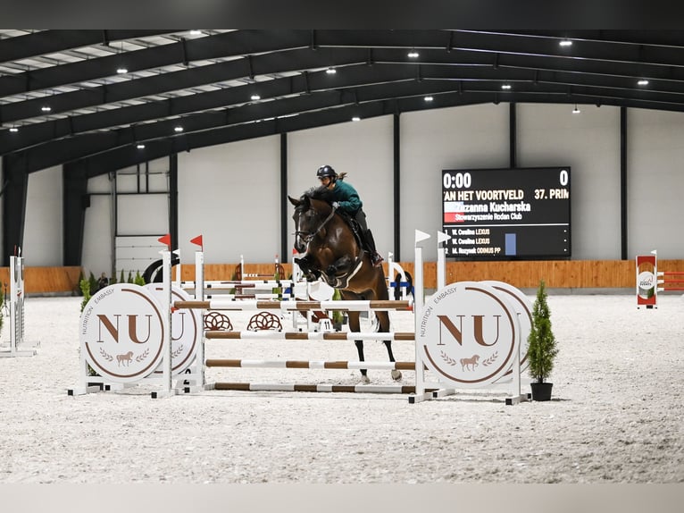 Warmblood británico Yegua 10 años 168 cm Morcillo in K&#xF3;rnik