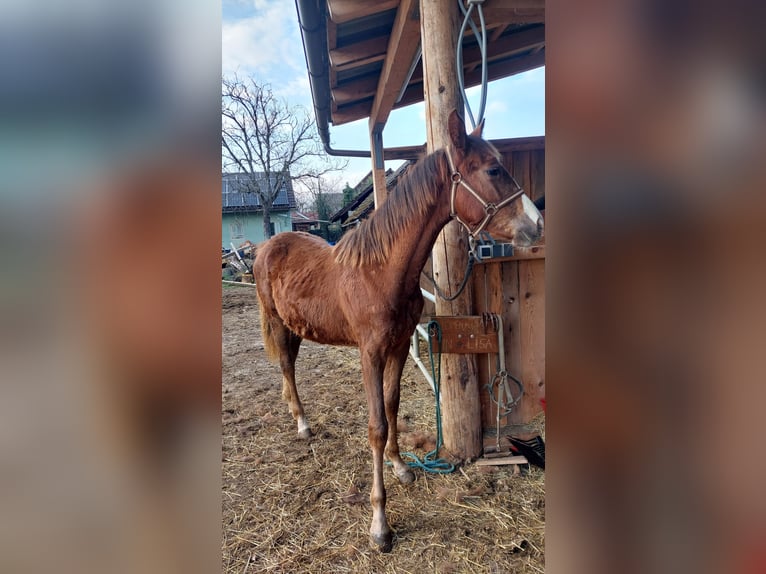 Warmblood británico Mestizo Yegua 1 año 160 cm Musgo marrón in Straža pri Novem mestu