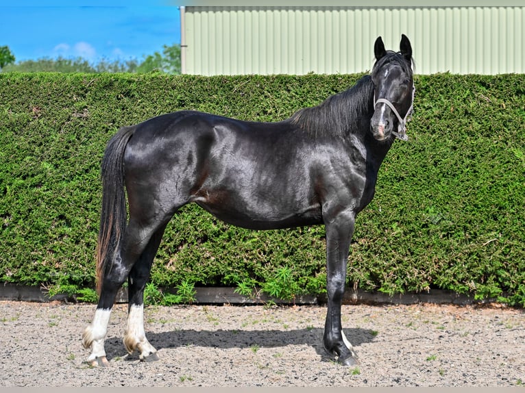 Warmblood británico Yegua 2 años 164 cm Negro in CHESTER