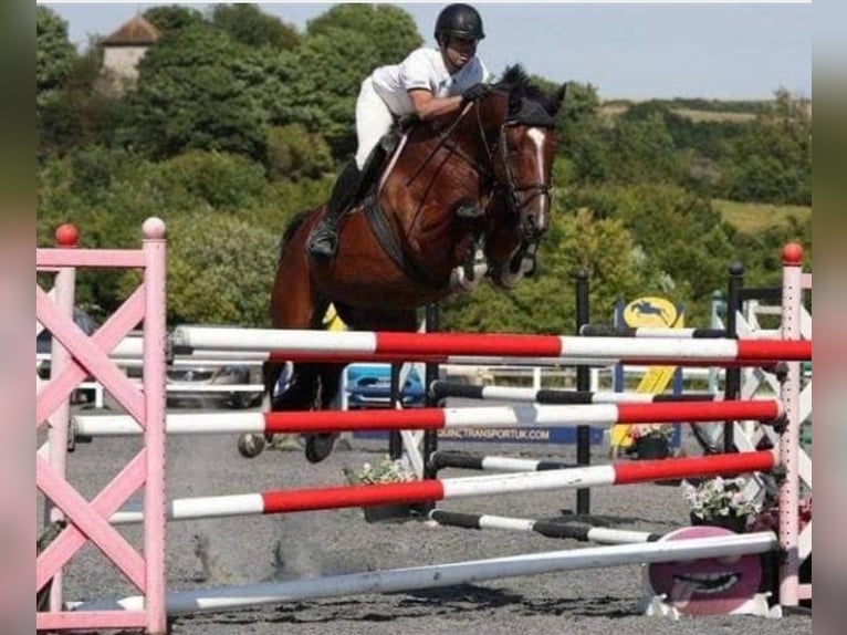 Warmblood británico Yegua 3 años 163 cm Castaño oscuro in Sussex