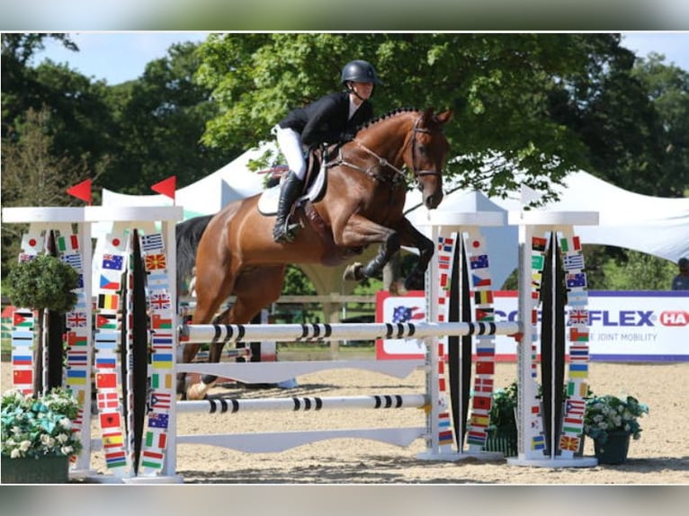 Warmblood británico Yegua 3 años 163 cm Castaño oscuro in Sussex