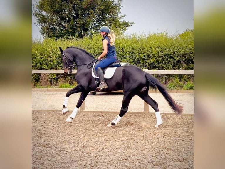 Warmblood británico Yegua 4 años 161 cm Castaño rojizo in Grantham, Lincs