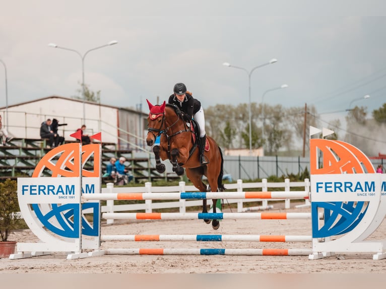 Warmblood checo Caballo castrado 10 años 158 cm Castaño in Ostrava