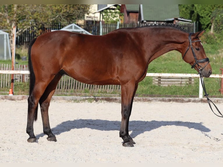 Warmblood checo Caballo castrado 10 años 158 cm Castaño in Ostrava