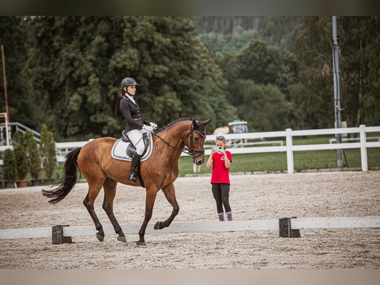 Warmblood checo Caballo castrado 10 años 158 cm Castaño in Ostrava