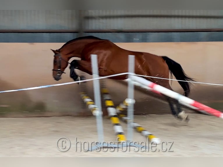 Warmblood checo Caballo castrado 10 años 165 cm Castaño in Region Prag