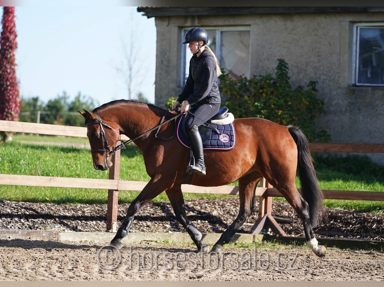 Warmblood checo Caballo castrado 10 años 165 cm Castaño in Region Prag