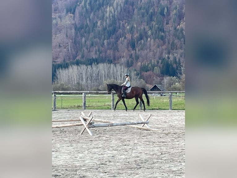 Warmblood checo Caballo castrado 10 años 165 cm Castaño in Hermagor