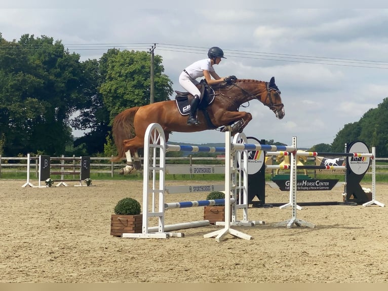 Warmblood checo Caballo castrado 10 años 167 cm Alazán in Neustadt in Sachsen