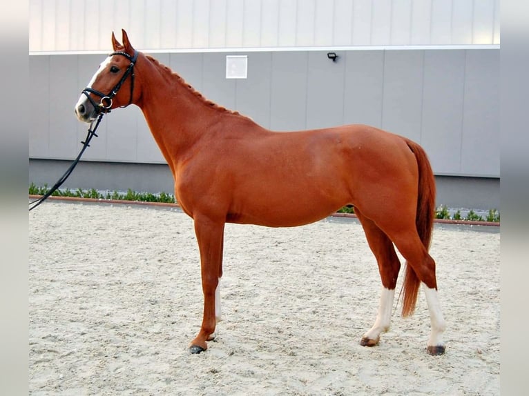 Warmblood checo Caballo castrado 10 años 167 cm Alazán in Neustadt in Sachsen