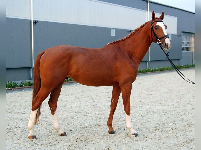 Warmblood checo Caballo castrado 10 años 167 cm Alazán in Neustadt in Sachsen