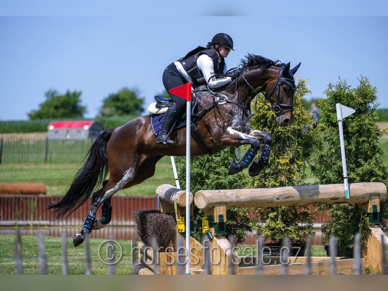 Warmblood checo Caballo castrado 10 años 167 cm Castaño in Roudnice nad Labem