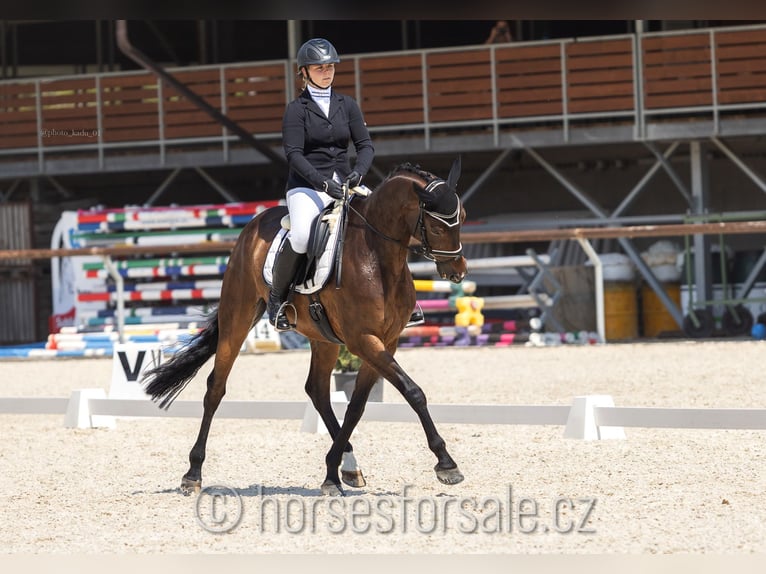 Warmblood checo Caballo castrado 10 años 167 cm Castaño in Roudnice nad Labem